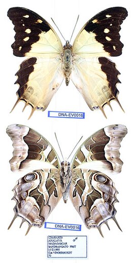 Charaxes analava