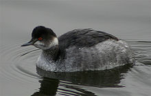 Subspecies californicus, in non-breeding plumage Eared Grebe.jpg