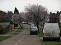 Early Spring Blossom - geograph.org.uk - 702264.jpg