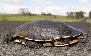 Eastern Snake-Necked Turtle.jpg