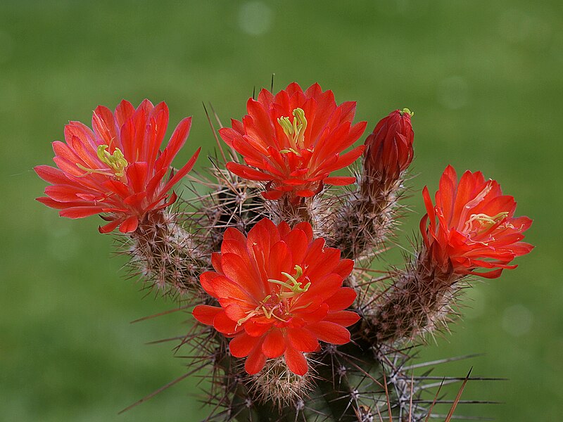 File:Echinocereus coccineus BW 213 (14063025822).jpg