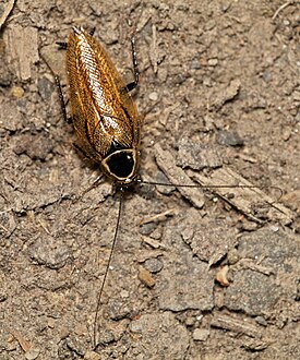 Самец лесного таракана