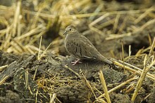 Ekvádorská Ground-Dove S4E7911.jpg