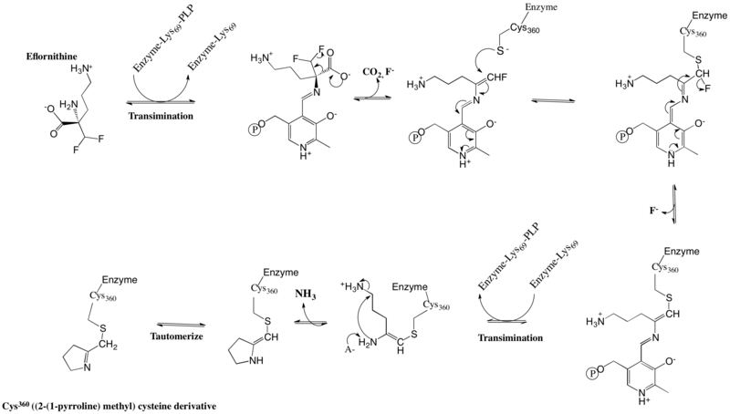 File:Eflornithine Reaction Mechansim.png