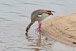 Egyptian Goose (Alopochen aegyptiaca), Kruger NP (16341026658).jpg