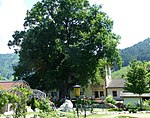 Oak at the Woferlgut in Bruck