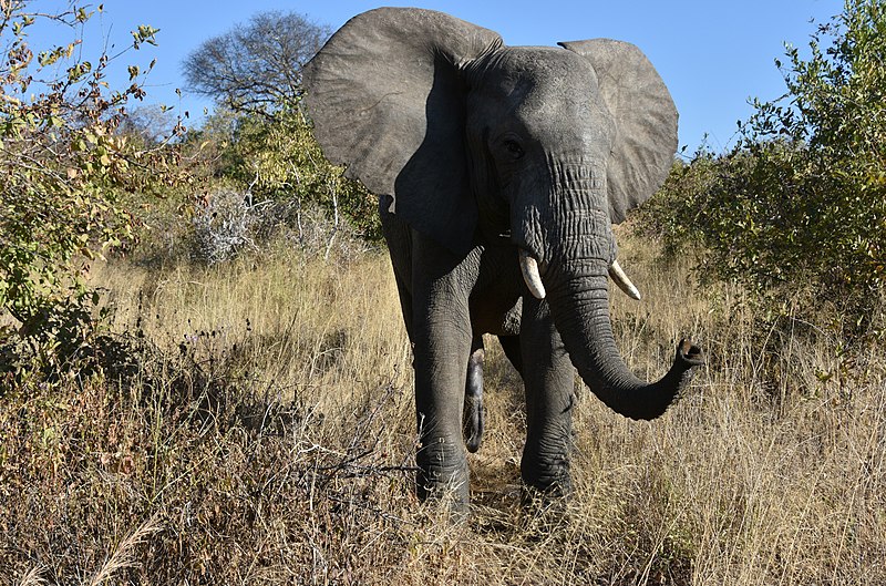 File:Elephant, Ruaha National Park (14) (28442576420).jpg