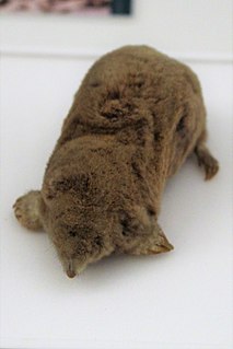 Blind mole Species of mammal