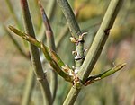 Ephedra torreyana 3. jpg