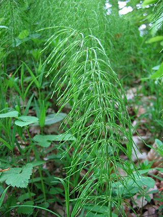 <i>Equisetum pratense</i> Species of horsetail plant