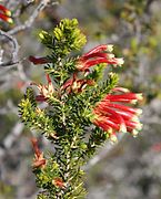 Erica discolor