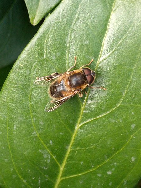 File:Eristalis pertinax 187051283.jpg