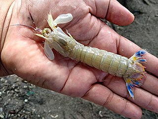 <i>Erugosquilla</i> Genus of crustaceans