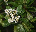 Escallonia paniculata