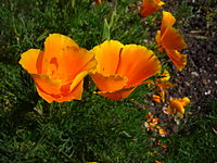 Eschscholzia californica Type species