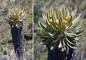 Espeletia hartwegiana