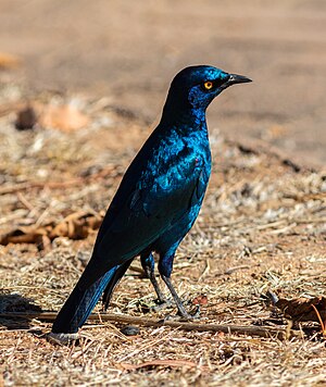 Cape starling (Lamprotornis nitens), Kruger National Park, South Africa