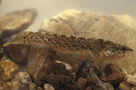 Etheostoma forbesi