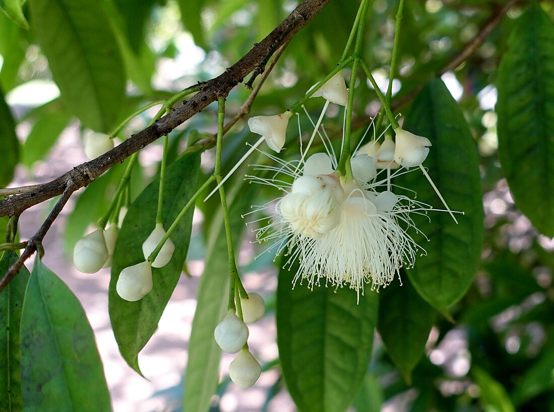 Eugenia victoriana