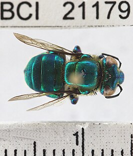 Euglossa variabilis