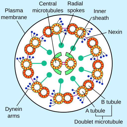 Eukaryotic flagellum