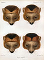 Crowned Lemurs