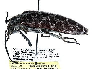<span class="mw-page-title-main">Eulichadidae</span> Family of beetles