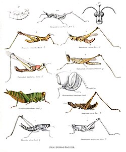 Eumastacidae Genera Insectorum.jpg