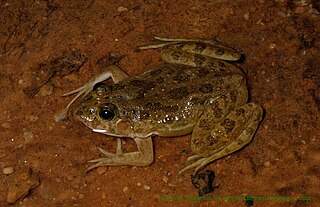 <i>Euphlyctis cyanophlyctis</i> species of amphibian