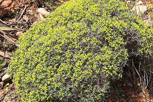 Euphorbia acanthothamnos pm1