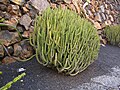 Miniatura para Euphorbia proballyana