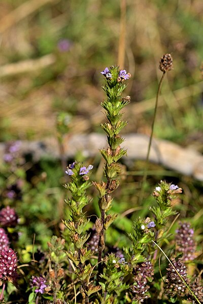 File:Euphrasia nemorosa plant (01).jpg