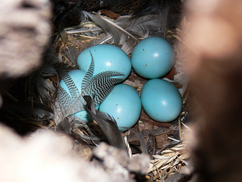 File:European starling eggs.jpg