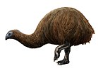 Restoration of a broad-billed moa, possibly the last moa species to become extinct[26]