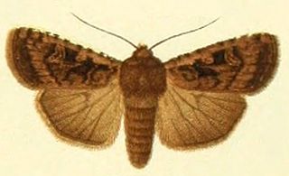 <i>Euxoa ochrogaster</i> species of insect