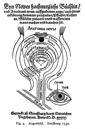 File Des Aller Furtrefflichsten Wellcome L Jpg Wikimedia Commons