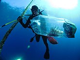 FGBNMS - Michelle Johnston con Lionfish (32467408684).jpg