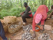 Fishing in Bambalang FISHING IN BAMBALANG VILLAGE.jpg