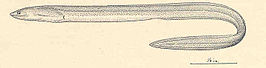 Muraenichthys thompsoni