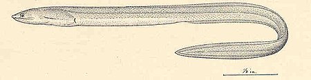 FMIB 35631 Muraenichthys thompsoni, new species Type.jpeg