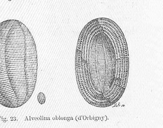 <i>Alveolina</i> Extinct genus of single-celled organisms