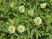 Trifolium pannonicum í Jardin des Plantes, París