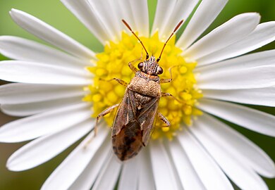 Unidentified insect on a daisy, Fundação Calouste Gulbenkian, Lisbon, Portugal