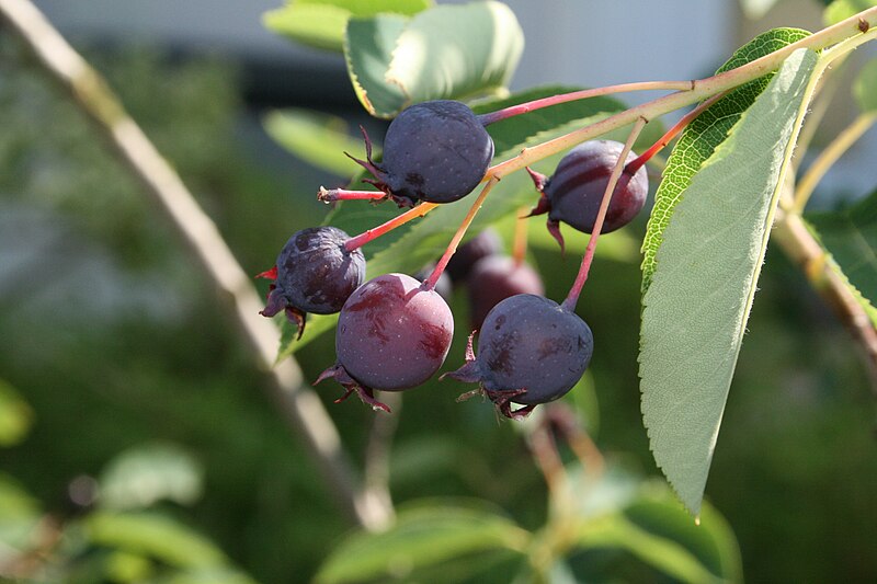 File:Felsenbirne frucht.JPG