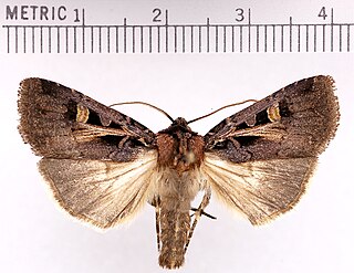 <i>Feltia herilis</i> Species of moth