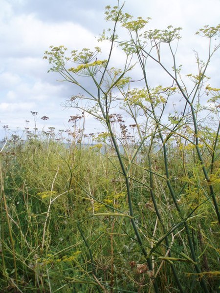 File:Fennel, Slapton Sands - geograph.org.uk - 517122.jpg