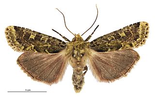 <i>Feredayia graminosa</i> species of moth endemic to New Zealand