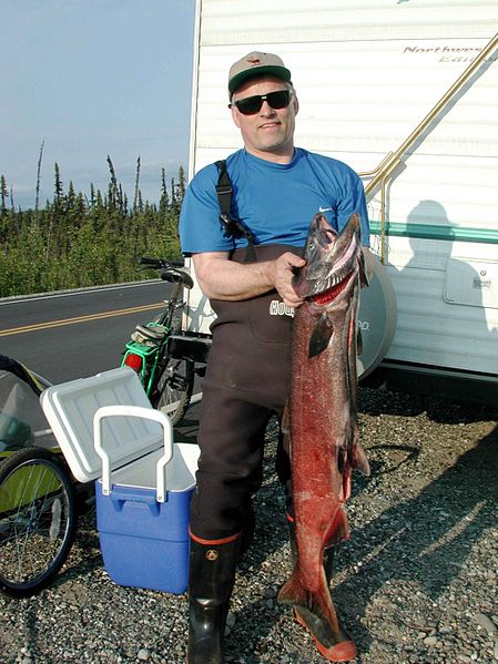 File:Fisherman with adult chinook king salmon.jpg