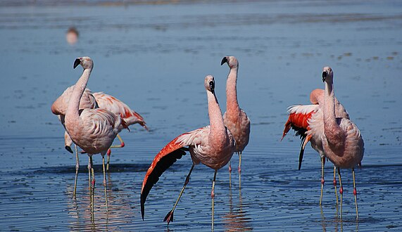 Groupe de flamants du Chili (Phoenicopterus chilensis). On peut en voir dans toutes les lagunes de la province.