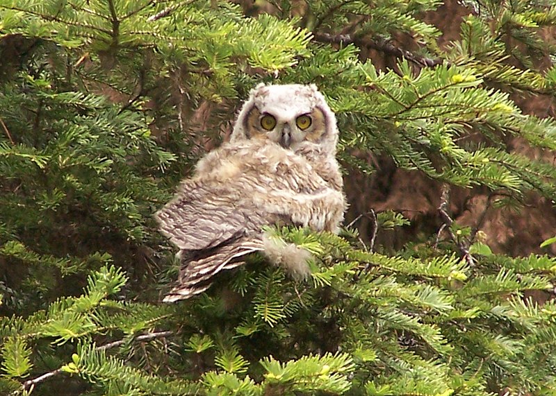 File:Flickr - Oregon Department of Fish & Wildlife - 100 1229 fledgling great horned owl matthews odfw.jpg